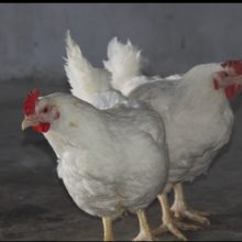 常盛禽业罗曼粉青年鸡秋季热卖 70天罗曼粉青年鸡低至11元