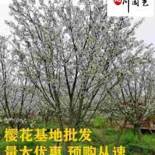 12公分樱花价格-成都樱花种植基地-批发大量樱花树-工程庭院绿化苗木