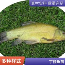 港发水产种苗 丁桂鱼苗须鱼岁规格齐全 优品水库淡水鱼苗 快大好养