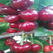 1公分樱桃苗 车厘子树苗 推荐基地 帅阳果苗 2020全新价格