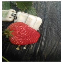 销售99草莓苗 大叶红颜草莓苗 出售 京藏香草莓苗