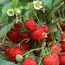 깩Ӧݮ زݮ ǩͬɻ