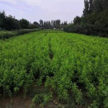 润景高产桃树苗幼苗_锦绣桃树苗基地供应