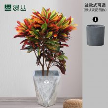 变叶木 中大型落地款 大胖车砂盆 武汉同城绿植配送