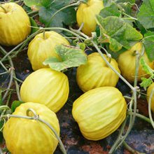 冰糖丑八 怪甜瓜种籽 九斤王甜瓜种春四季水果种子老品种脆甜八楞瓜