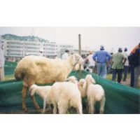 绵羊品种 黑头杜泊羊小羔羊价格小尾寒羊价格 黑白山羊出售