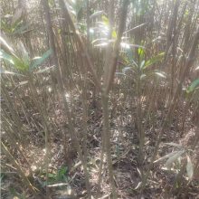 湖南长沙多个分支夹竹桃树苗基地 3-5个分支的红色夹竹桃苗木优价供应