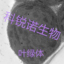 ͸羵-ŵ(Ƽ̼)