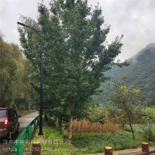 四川白花七叶树销售 七叶树15公分 基地***