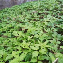 竹节参的功效、云南竹节参的种植技术、竹节参的走势