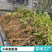 �����ص���ҩ����ʵ רҵ��ʵ������������