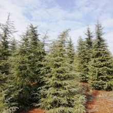 ������֦��Ҷï5��ѩ�� ͦ�α���5��ѩ�ɼ۸�