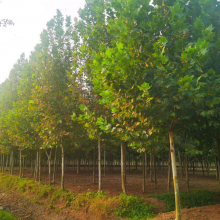 法桐 品种好 价格低 现挖现发10公分20公分法桐树