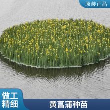 黄菖蒲苗 盆栽黄菖蒲 多年生 水生植物 湿地绿化植物