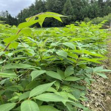 川黄柏苗 厚皮黄柏苗 黄柏苗为芸香科植物黄皮树