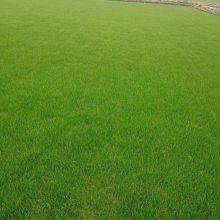 �첥��ƺ�۸� �ɶ��첥��ƺ���� �ɶ���ƺ��ֲ���� �첥��ƺͼƬ������