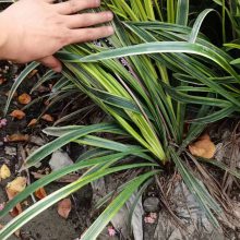 金边阔叶麦冬草 各种规格麦冬地被种植基地 细叶矮麦冬绿化宿根花卉