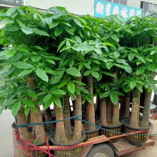 南宁五象总部附近绿花卉绿植租赁 养护公司 汇成园艺 南宁五象总部附近绿花卉绿植租赁 养护公司 汇成园艺