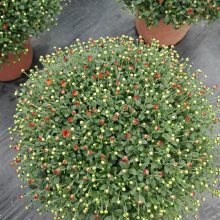 秋季特色多年生花卉,一年开两季花卉,一眼惊艳的花卉选择,花镜点缀出彩花卉球 秋季特色多年生花卉,一年开两季花卉,一眼惊艳的花卉选择,花镜点缀出彩花卉球