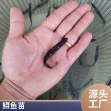 港发水产 鲟鱼苗 水产养殖幼苗 鱼苗批发 鸭嘴鱼 好养易大