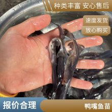 港发水产 养殖基地 鸭嘴鱼苗 生命力顽强 种类多样基地批发
