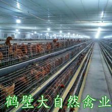 阳江60天青年鸡养殖中心，江门70天青年鸡养殖基地，梅州优质青年鸡育成场，高标准养殖，低密度饲养