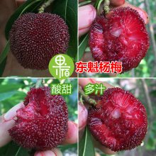 ÷磬ڶ÷ 3-5ƹ÷