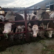 舟山大型养牛场 四百斤至五百斤西门塔尔牛小母牛现在什么价