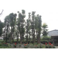 丛生香樟价格 丛生香樟大量出售 丛生香樟批发基地 哪里丛生香