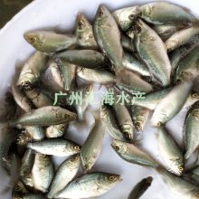 【汇海水产全国空运】广东宝石鲈鱼苗养殖基地 澳洲宝石鲈鱼苗 宝石斑苗