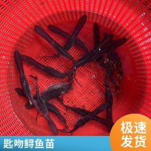 港发头批鸭嘴鱼水花 鱼苗鲜活 鸭嘴鲟苗 淡水观赏鲟鱼 空运汽运