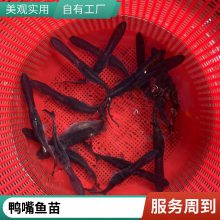 港发 淡水鱼苗渔场 鸭嘴鱼苗 易成活效益好 品种齐全基地批发