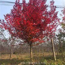 10-12公分美国红枫 彩叶乔木 树姿优美 行道风景树