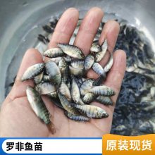 港发水产 淡水养殖场地直供 罗非鱼苗 适应能力强 百万现货 运输快