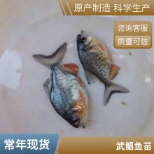 淡水白鲳鱼苗生长速度快 港发水产 支持定制 少病害红鲳鱼苗