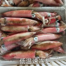 东山小管 活冻鱿鱼 小鱿鱼 甜脆爽口 鲜嫩美味 全国包邮