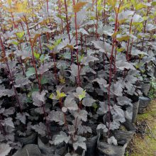 基地批发紫叶风箱果 美植袋苗 盆苗 庭院小区观赏绿植 园林绿化工程苗 彩色绿篱