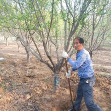 供应【碧桃树】地径5公分价格***报价35元每棵