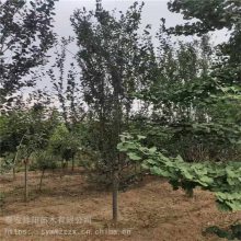 10公分西府海棠 批发基地 大量出售 种植基地