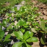 野生马齿苋种子 荷兰直立马齿苋 优质马蜂菜 野菜特菜 四季种植