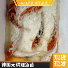 观赏价值高鱼苗 港发鱼苗场供应三色锦鲤鱼苗 品种齐全 颜色亮