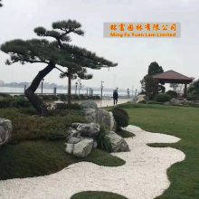 江北公园泰山石点缀 草坪点缀泰山石批发 松树下的雪浪石景观3
