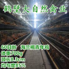 两个月蛋鸡苗650-700g，60天蛋鸡苗1.35-1.4斤，60日龄脱温蛋鸡苗批发