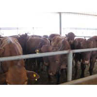 出售小牛犊价格 西门塔尔牛养殖利润 肉牛养殖场