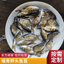 鱼苗 缩骨大头鱼苗 红罗非鱼 丁贵鱼苗量大优惠 成活***