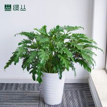 小天使春羽 盆栽 水泥盆随机款式