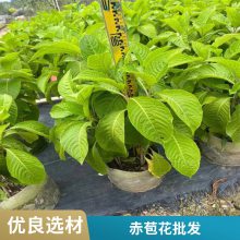 中茶108茶苗 苗圃种植幼苗 绿化苗木 七彩农业现起苗子