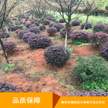 成活***木芙蓉球类植物_梅州城市绿化球类植物_低杆球类植物种植基地