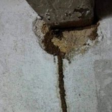 吉安县上门除白蚁灭除四害蟑螂老鼠蚊蝇灭红火蚁除甲醛