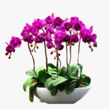 浦东新区办公室盆栽出租怎么选 欢迎来电 上海园中园花艺绿化供应